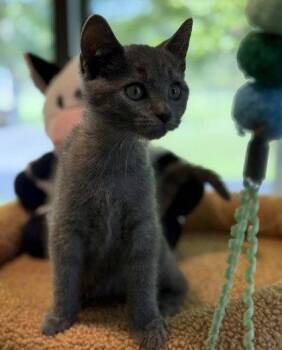 Tuna -  Domestic Short Hair Cat for Adoption in Midland, Virginia - Tuna | PetCurious