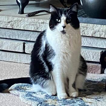 Tuxedo Cats Available for Adoption - Molly - Sweet Gentle Soul  | PetCurious