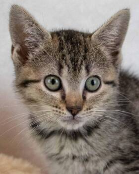 Wallaby -  Domestic Short Hair and Tabby Cat for Adoption in Kennesaw, Georgia - Wallaby | PetCurious