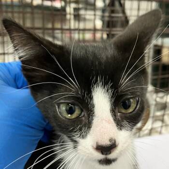 Sasha -  Domestic Short Hair Cat for Adoption in Las Cruces, New Mexico - Sasha | PetCurious