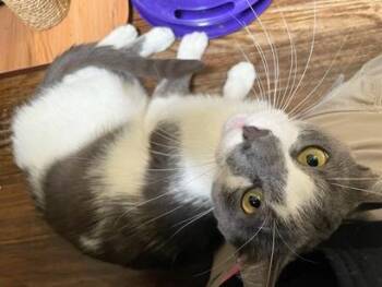 Moonlight -  Domestic Short Hair Cat for Adoption in San Francisco, California - Moonlight | PetCurious
