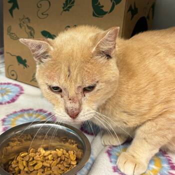 Rescue Domestic Short Hair Cats for Adoption in Saint Charles, Missouri - Winston | PetCurious