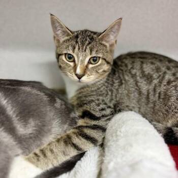 Lavender -  Domestic Short Hair Cat for Adoption in Atlanta, Georgia - Lavender | PetCurious