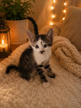 LQ Kitten 4 -  Domestic Short Hair Cat for Adoption in Coachella, California - LQ Kitten 4 | PetCurious