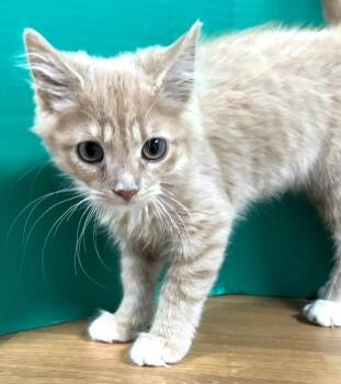 Lemon Meringue -  Domestic Short Hair Cat for Adoption in Hawk Point, Missouri - Lemon Meringue | PetCurious