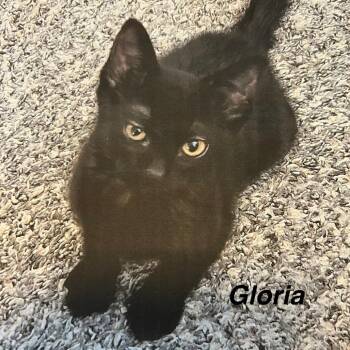 Gloria -  Domestic Medium Hair Cat for Adoption in Lakewood, Colorado - Gloria | PetCurious