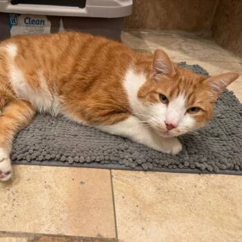 Rocket -  Domestic Short Hair Cat for Adoption in Los Angeles, California - Rocket | PetCurious