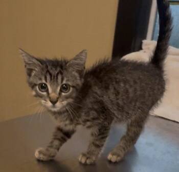 Groot -  Domestic Short Hair Cat for Adoption in Sistersville, West Virginia - Groot | PetCurious