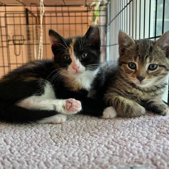 Calico and Tabby Cats Available for Adoption in Closter, New Jersey - Tuna & Luna | PetCurious