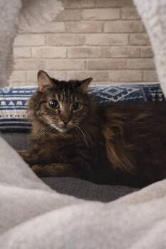 Domestic Long Hair Cats Available for Adoption in Laurel, Maryland - Jean – Sweet Soul Senior | PetCurious