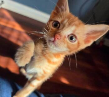 Elton -  Domestic Short Hair Cat for Adoption - Elton | PetCurious