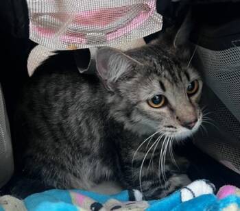 Rescue Domestic Long Hair and Maine Coon Cats for Adoption in Honolulu, Hawaii - 59448654 | PetCurious