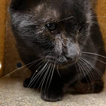 72687 -  Domestic Short Hair Cat for Adoption in Harrisonburg, Virginia - 72687 | PetCurious