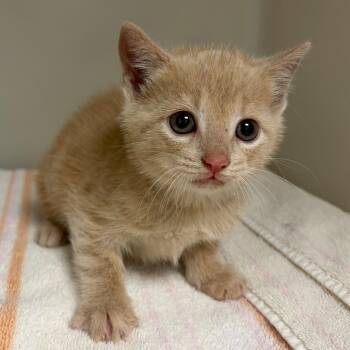 Domestic Short Hair Cats Available for Adoption in Harrisonburg, Virginia - 70896 | PetCurious