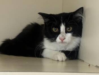 Gruyere -  Domestic Medium Hair and Domestic Short Hair Cat for Adoption in Chamblee, Georgia - Gruyere | PetCurious