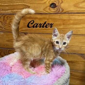 Rescue Tabby Cats for Adoption in Southern Pines, North Carolina - Carter | PetCurious