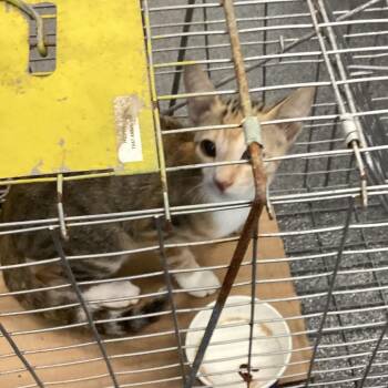Hamil Kitty 1 -  Domestic Short Hair Cat for Adoption in Montgomery, Alabama - Hamil Kitty 1 | PetCurious