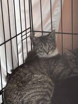Pisgah -  Domestic Short Hair Cat for Adoption in East Montpelier, Vermont - Pisgah | PetCurious
