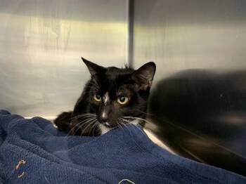 LUC -  Domestic Short Hair Cat for Adoption in Grand Prairie, Texas - LUC | PetCurious