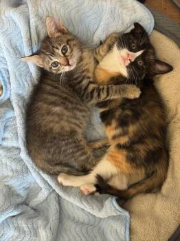 Miso & Sushi -  Domestic Short Hair Cat Available for Adoption in New York, New York - Miso & Sushi | PetCurious