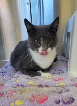 Rescue Domestic Short Hair Cats for Adoption in Kennewick, Washington - Pistachio Latte | PetCurious