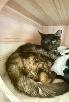 Gardenia -  Domestic Short Hair Cat for Adoption in Augusta, Georgia - Gardenia | PetCurious