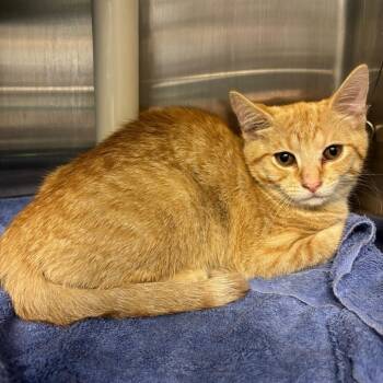 Mel FKA Gingersnap -  Domestic Short Hair Cat for Adoption in Philadelphia, Pennsylvania - Mel FKA Gingersnap | PetCurious