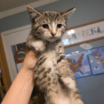 Ash -  Domestic Short Hair and Tabby Cat for Adoption in Mastic, New York - Ash | PetCurious