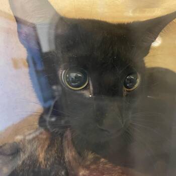 Domestic Short Hair Cats Available for Adoption in Philadelphia, Pennsylvania - Hocus Pocus | PetCurious