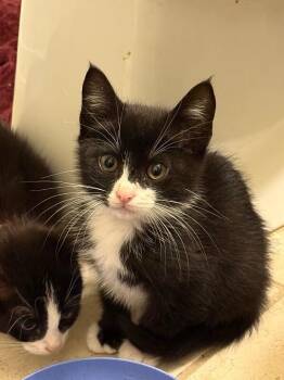 Tuxedo Mask -  Domestic Short Hair Cat for Adoption - Tuxedo Mask | PetCurious