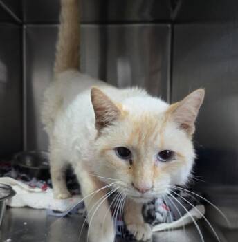 Rescue Domestic Short Hair and Siamese Cats for Adoption in Dickson, Tennessee - Tonto | PetCurious