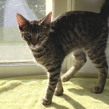 Domestic Short Hair Cats Available for Adoption - Wile E. Coyote | PetCurious