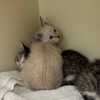 Domestic Short Hair Cats Available for Adoption in Port Richey, Florida - Honmoon | PetCurious
