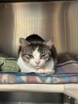 Rice -  Domestic Short Hair Cat for Adoption in Saint Charles, Missouri - Rice | PetCurious