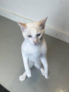 Alfredo -  Domestic Short Hair Cat for Adoption in Plano, Texas - Alfredo | PetCurious