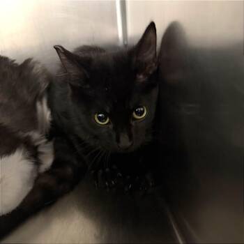 Othello -  Domestic Short Hair Cat for Adoption in Las Vegas, Nevada - Othello | PetCurious
