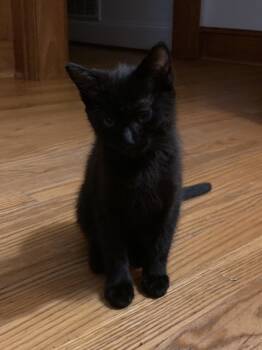 Rescue American Shorthair Cats for Adoption in Salisbury, North Carolina - Emo | PetCurious