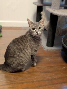 Mama Rainier -  Tabby Cat for Adoption in Richmond, Virginia - Mama Rainier | PetCurious