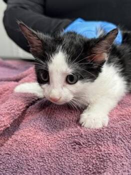 Domestic Short Hair Cats Available for Adoption - Luz | PetCurious