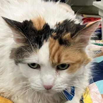 Domestic Medium Hair Cats Available for Adoption - Cali | PetCurious