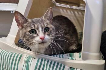 Pinkie Pie -  Domestic Short Hair Cat for Adoption in Fremont, Ohio - Pinkie Pie | PetCurious