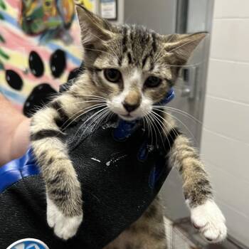 Charmer -  Domestic Short Hair Cat for Adoption in Lufkin, Texas - Charmer | PetCurious