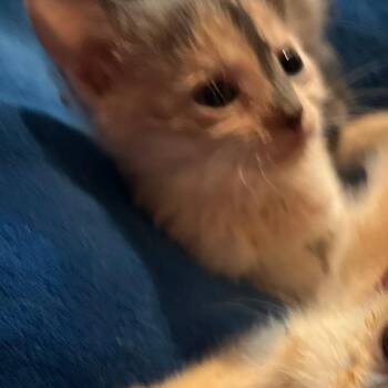 Ross **lighter orange** -  Domestic Short Hair Cat for Adoption in Winston-salem, North Carolina - Ross **lighter Orange** | PetCurious