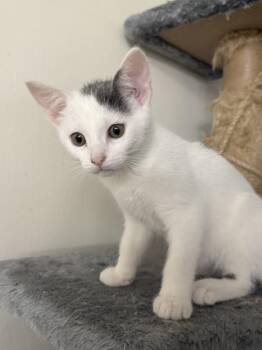 Karma -  Domestic Short Hair Cat for Adoption in Oberlin, Ohio - Karma | PetCurious