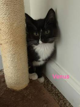 Venus (Mill Hill Crew) -  Domestic Short Hair Cat for Adoption in Telford, Pennsylvania - Venus (Mill Hill Crew) | PetCurious