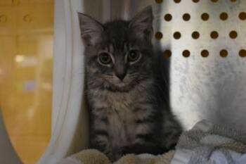 Chalupa -  Domestic Short Hair Cat for Adoption in Kansas City, Missouri - Chalupa | PetCurious