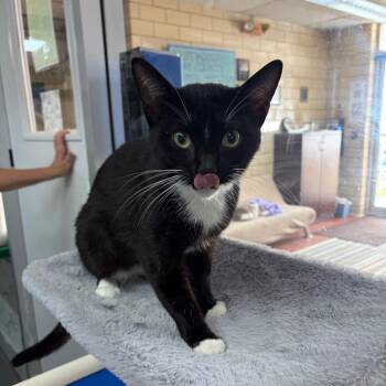 Tiller -  Domestic Short Hair Cat for Adoption in West Point, Mississippi - Tiller | PetCurious