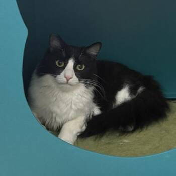Captain Rocky -  Domestic Medium Hair Cat for Adoption in Sacramento, California - Captain Rocky | PetCurious