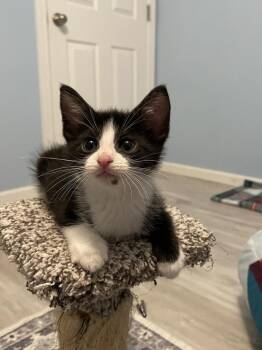 Eddie -  Domestic Short Hair Cat for Adoption in Poplar Grove, Illinois - Eddie | PetCurious