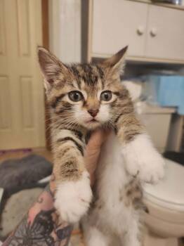 Vibe -  Domestic Short Hair Cat Available for Adoption in Parkville, Maryland - Vibe | PetCurious